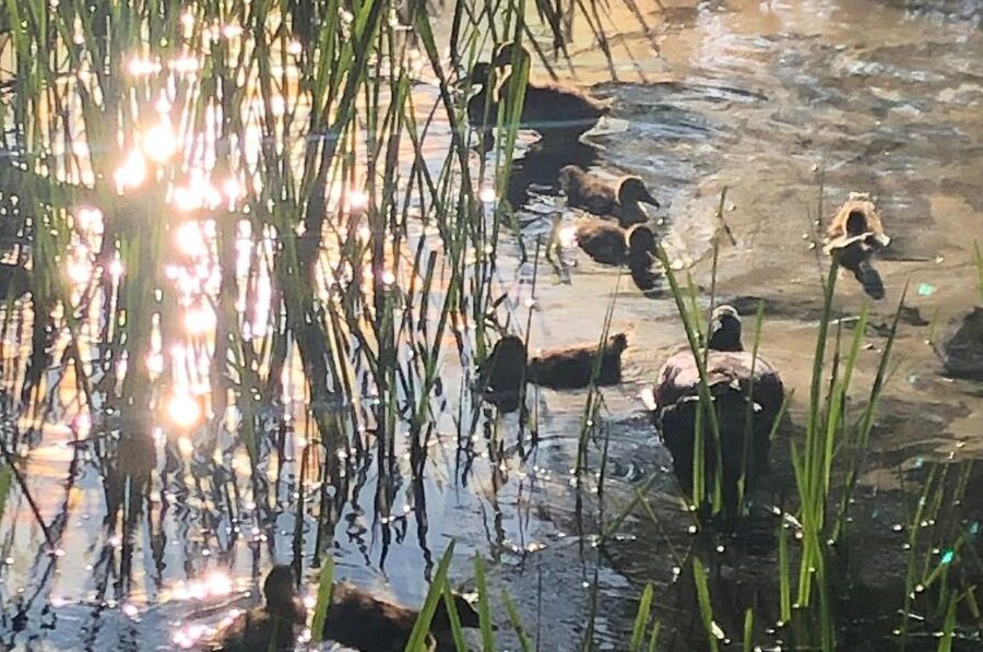 Idyllen og ænderne i Galdbjerg Gadekær