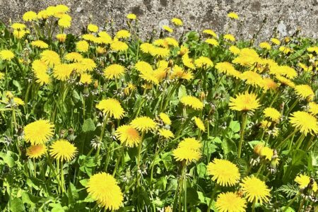 gule_blomster